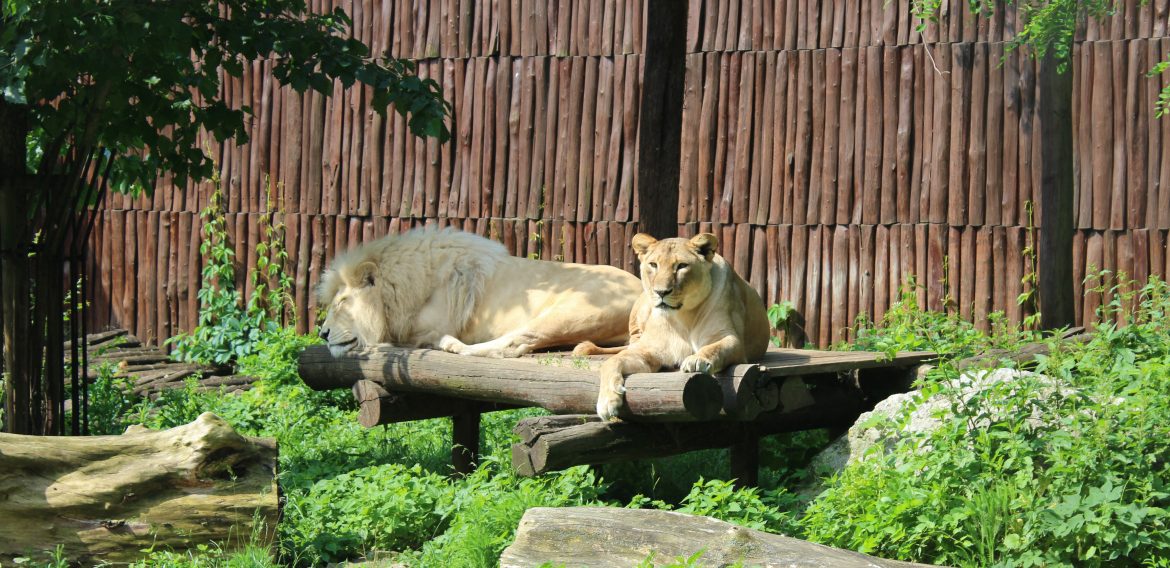  Výlet do ZOO